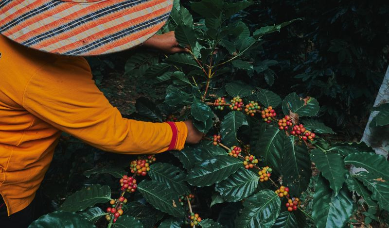 La chaîne de valeur du café : du caféier à la tasse